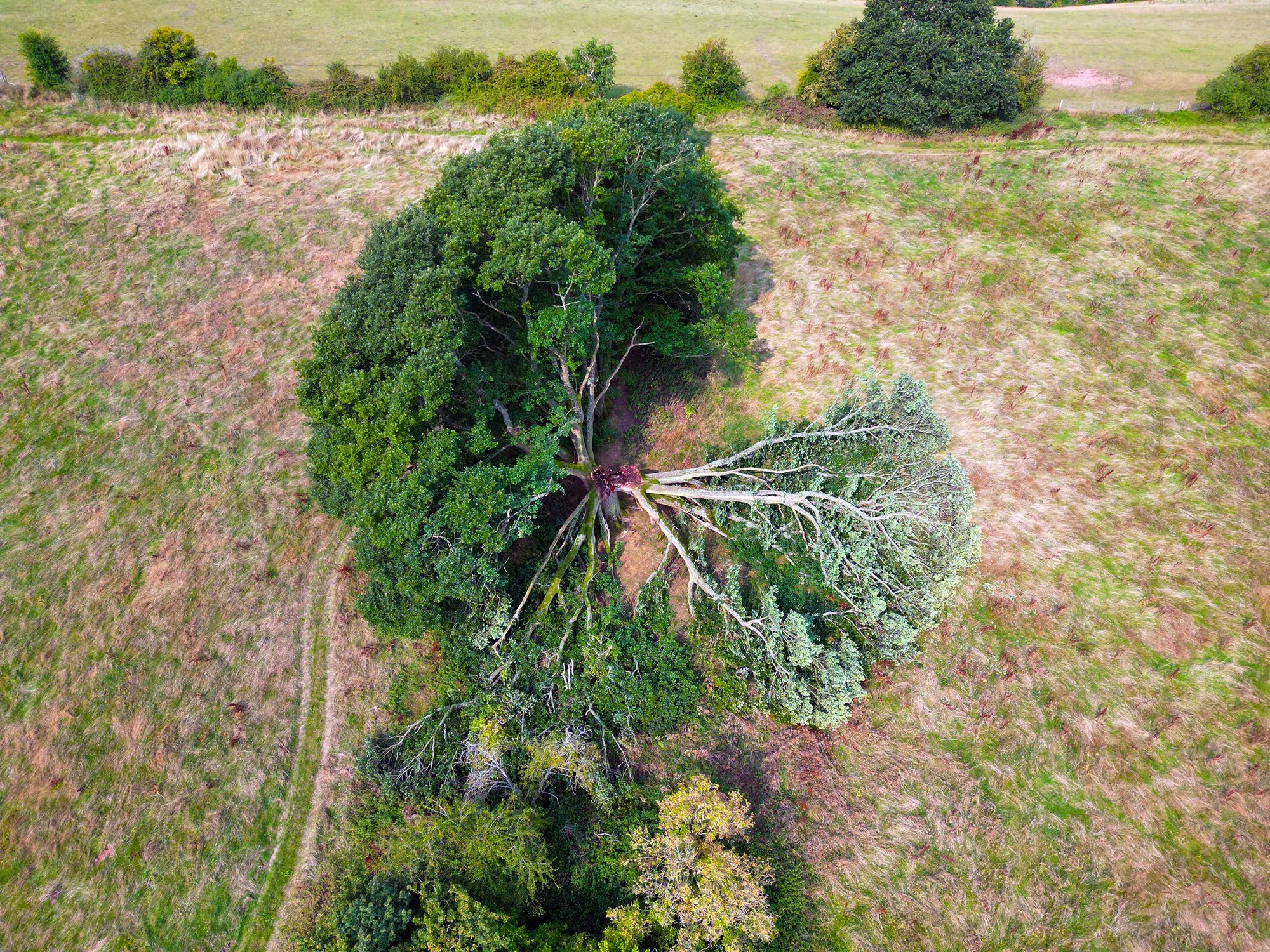 Fallen oak tree creating deadwood habitat in native woodland