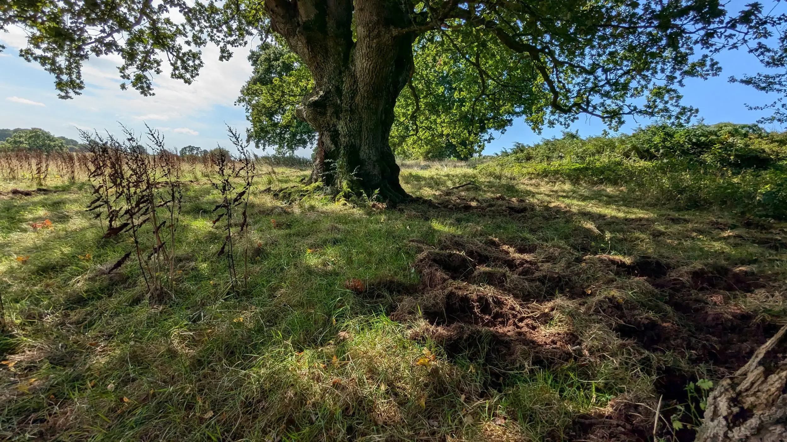 Regenerating hedgerow with hawthorn and blackthorn