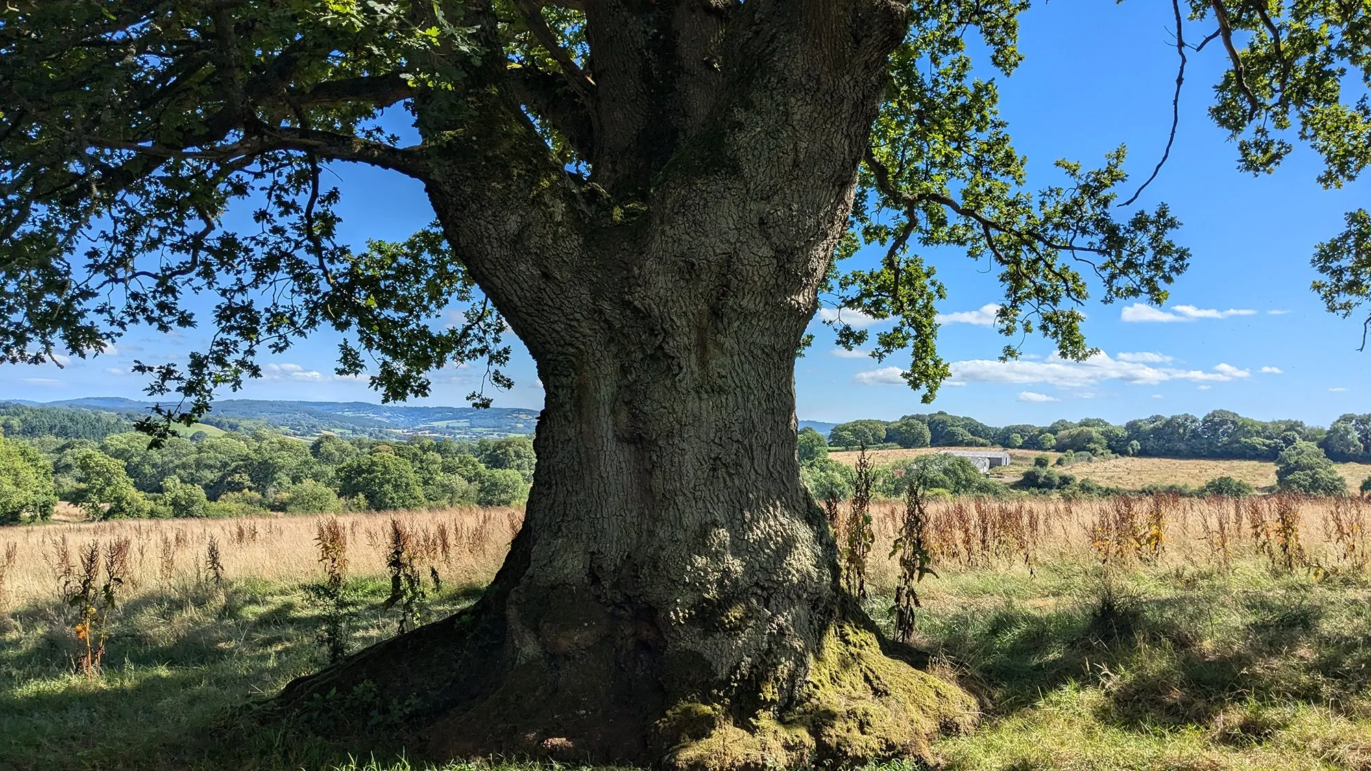 Ancient veteran oak tree at The Grange Project in Wales