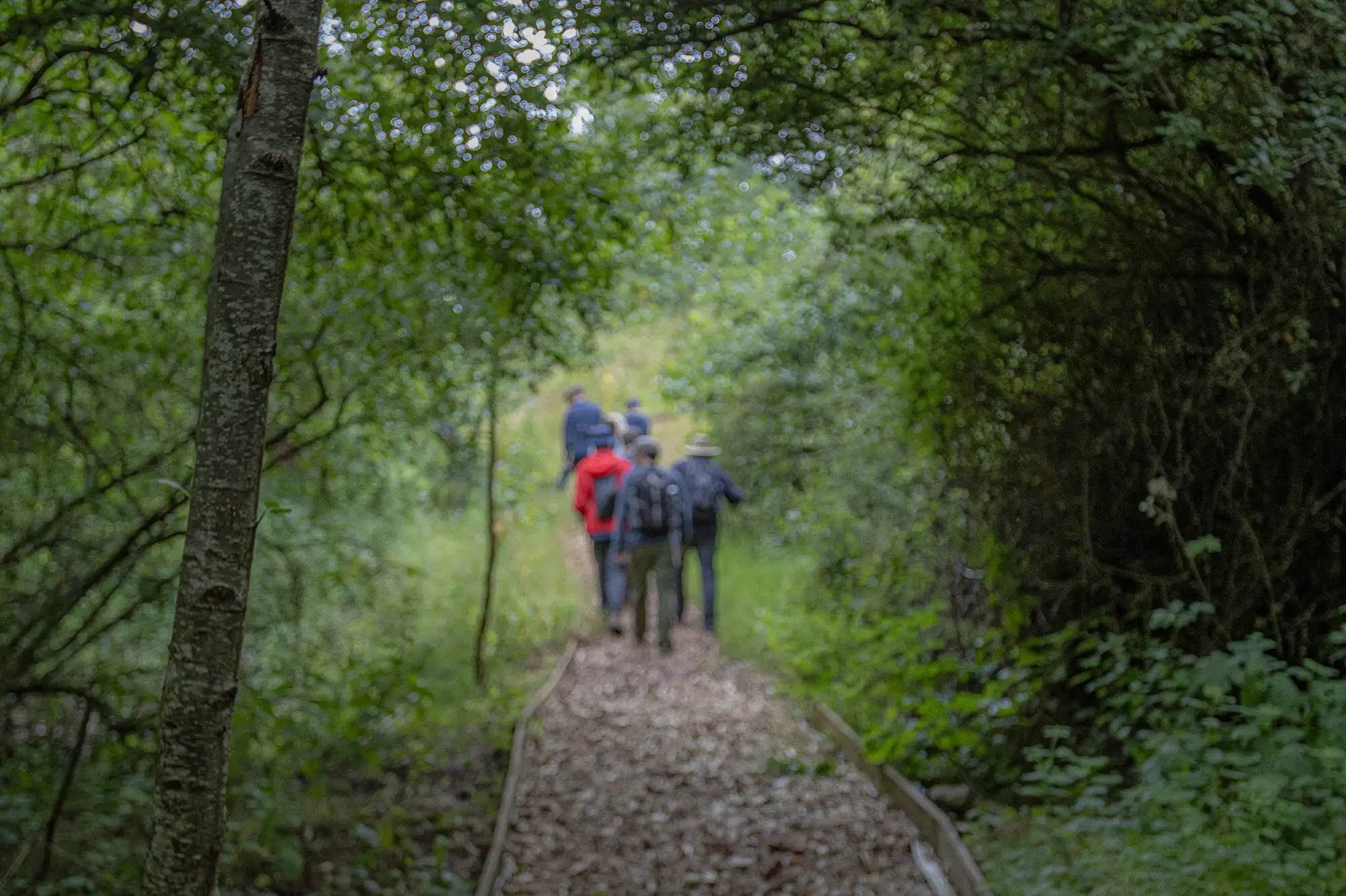 Family walking through ancient oak woodland at The Grange